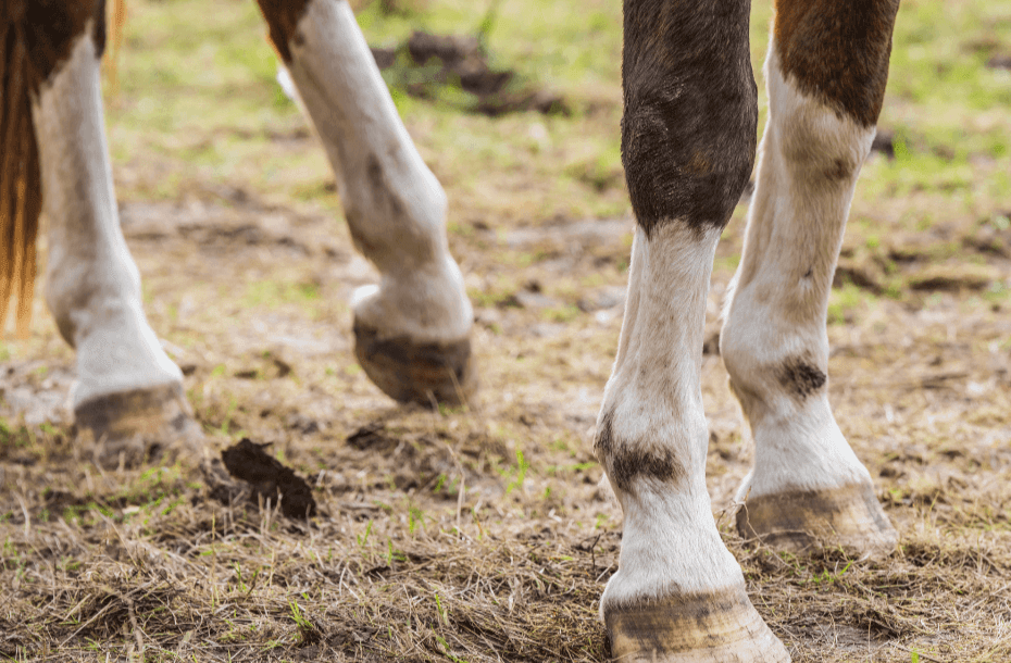 Okklusive Produkte beim Pferd